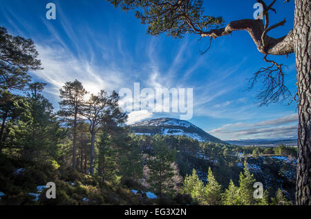 Pin calédonien, Invereshie et Inshriach, réserve naturelle nationale, le Parc National de Cairngorms, en Écosse Banque D'Images