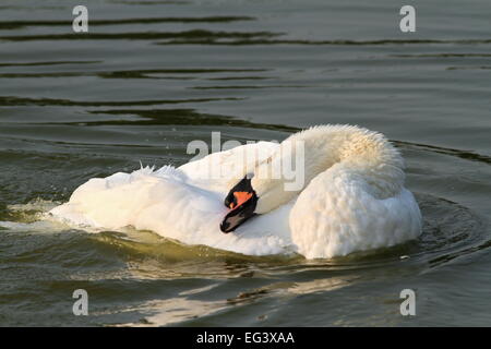 Beau Cygne tuberculé Cygnus olor ( ) sur la surface de l'eau Banque D'Images