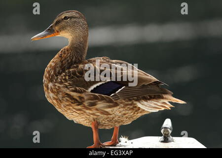 Canard colvert femelle ( Anas platyrhynchos ) debout sur un bateau Banque D'Images