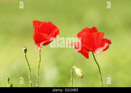 Deux fleurs de pavot sauvage ( Papaver rhoeas ) sur l'arrière-plan flou vert Banque D'Images