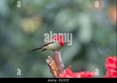 Un Crimson (Sunbird Aethopyga siparaja) perché sur une branche dans la ville de Rishikesh, Inde Banque D'Images