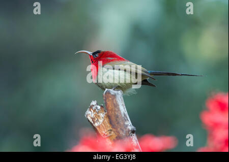 Un Crimson (Sunbird Aethopyga siparaja) perché sur une branche dans la ville de Rishikesh, Inde Banque D'Images