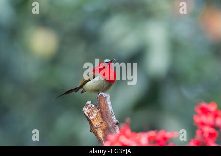 Un Crimson (Sunbird Aethopyga siparaja) perché sur une branche dans la ville de Rishikesh, Inde Banque D'Images