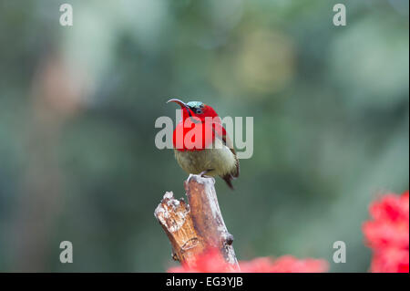 Un Crimson (Sunbird Aethopyga siparaja) perché sur une branche dans la ville de Rishikesh, Inde Banque D'Images