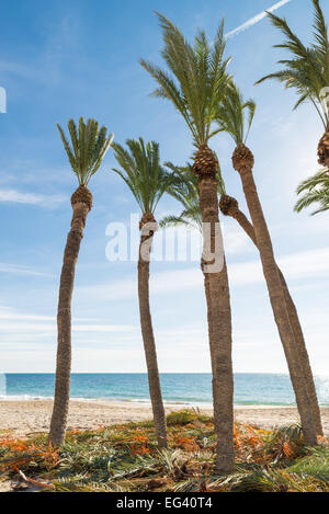 Palmiers sur une plage avec des frondes élagués autour Banque D'Images