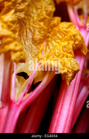 Forcé de rhubarbe Banque D'Images