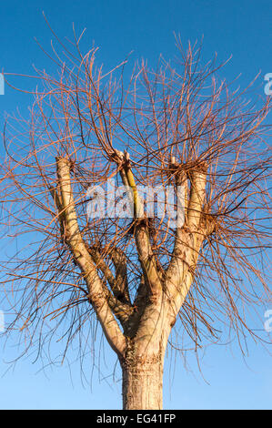 Arbre à grandes branches coupées - France. Banque D'Images