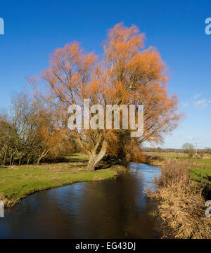 Vue sur la rivière dans la vallée d'Avon à Harbridge, Fordingbridge, Hampshire, England, UK Banque D'Images