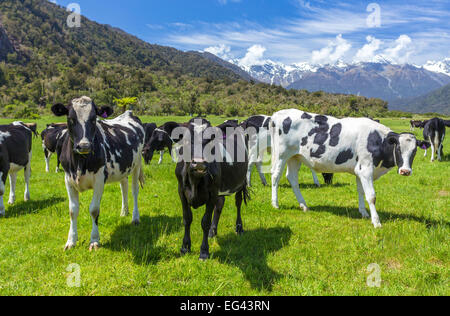 Le pâturage des vaches dans un champ avec la Nouvelle-Zélande mountain dans la distance Banque D'Images