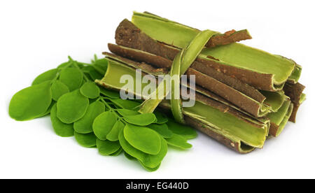 L'écorce et les feuilles de Moringa sur fond blanc Banque D'Images