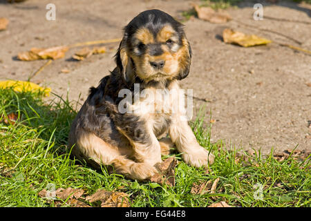 Chiot Cocker américain, Banque D'Images