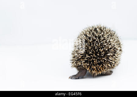 Hérisson (Erinaceus europaeus) Vue arrière, jeune orphelin au centre de sauvetage prisonnier Banque D'Images