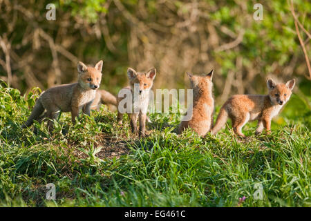 Le renard roux (Vulpes vulpes), le renard d'oursons, Thuringe, Allemagne Banque D'Images