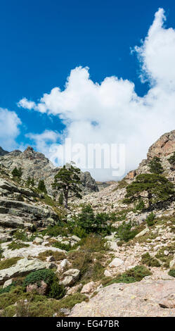 Arbres sur une colline rocheuse dans la vallée de Golo, Corse, France Banque D'Images