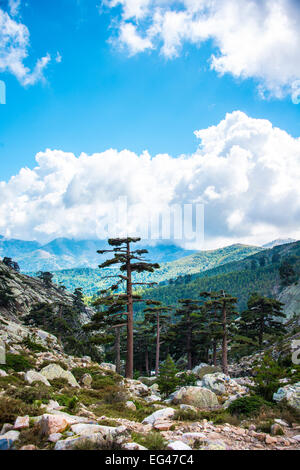 Forêt de pins dans les montagnes, la vallée de Golo, Corse, France Banque D'Images