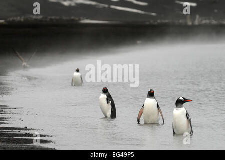 Manchots papous (Pygoscelis papua) sur le rivage à l'île de la déception de l'Antarctique. Banque D'Images