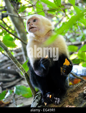 Monkey eating Doritos, qui tiennent de la nourriture dans les mains et les pieds Banque D'Images