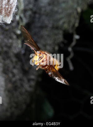 Frelon européen (Vespa crabro) reine près de nid. Surrey England peut Banque D'Images