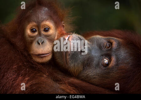 L'orang-outan de Sumatra (Pongo abelii) femmes 'Jaki' âgée de 16 ans fille de bébé "Jodi" âgés de 2 à 3 ans - portrait. Parc national de Gunung Leuser Sumatra en Indonésie. Remis en état (parution ou descendants de ceux qui ont été libérés) entre 1973 1995. Banque D'Images