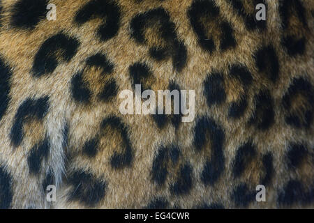 Close-up la tâche sur la peau / Persan femelle fourrure leopard (Panthera pardus saxicolor) se produit en captivité dans le Caucase Le Turkménistan l'Afghanistan. Banque D'Images