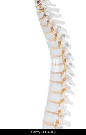 Le modèle exacte de manière atomique la colonne vertébrale humaine montrant les vertèbres, disques et de la courbe et du col de l'os de la colonne vertébrale thoracique Banque D'Images