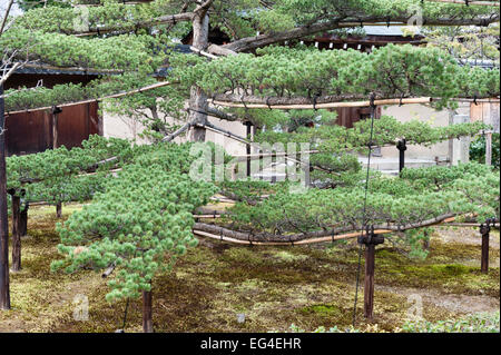 Kyoto, Japon. La formation de jeunes branches d'un arbre de pin japonais avec des cannes de bambou, accessoires et corde Banque D'Images