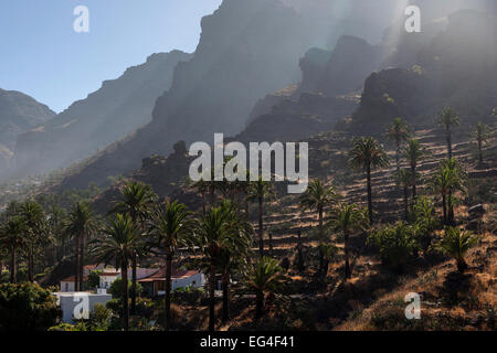 Île des dattiers (Phoenix canariensis), champs en terrasses, Valle Gran Rey, La Gomera, Canary Islands, Spain Banque D'Images