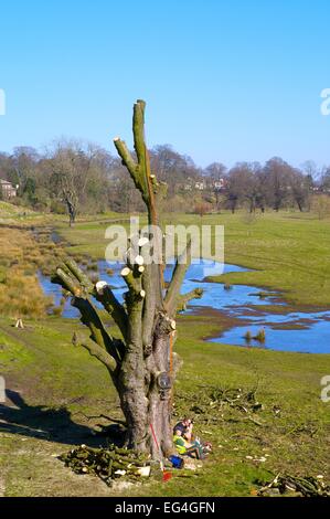 Arbre soit réduit par les chirurgiens de l'arbre. Rickerby Park Carlisle Cumbria England UK Banque D'Images