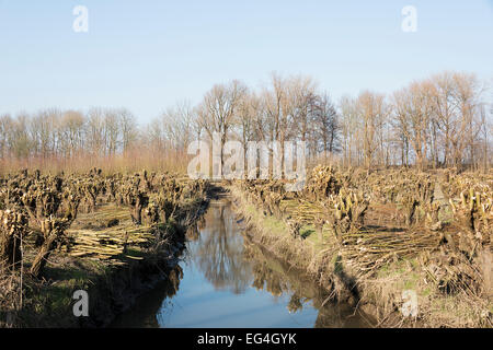 Espace nature en Hollande avec des saules pont en bois et petite rivière Banque D'Images