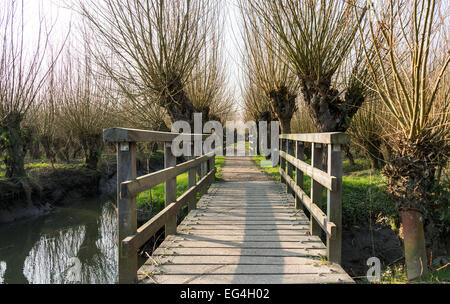 Espace nature en Hollande avec des saules pont en bois et petite rivière Banque D'Images