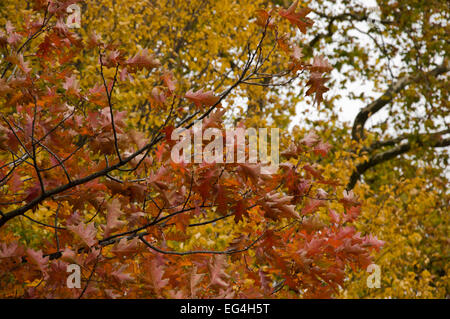 L'automne (automne) feuilles dans Primrose Hill Park, London, England Banque D'Images