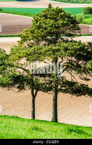 Vue à travers pins sylvestres sur les terres agricoles et des paysages variés dans le Wiltshire. Banque D'Images