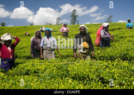 Cueilleurs de thé sur le Pedro Estate, Sri Lanka Banque D'Images