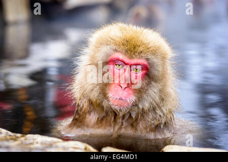 Les Singes de la neige à Nagano, au Japon. Banque D'Images