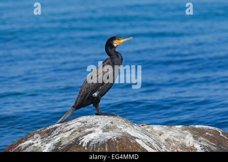 Grand cormoran (Phalacrocorax carbo) perché sur un rocher couvert de déjections d'oiseaux à la côte de la mer Banque D'Images