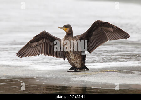 Grand cormoran (Phalacrocorax carbo) séchage juvénile sa propagation wings sur la glace de l'étang gelé en hiver Banque D'Images