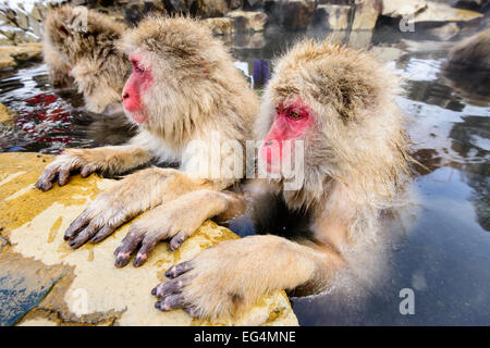 Les Singes de la neige à Nagano, au Japon. Banque D'Images