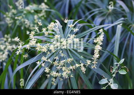 Cyperus involucratus. Usine de parapluie en fleur. Banque D'Images
