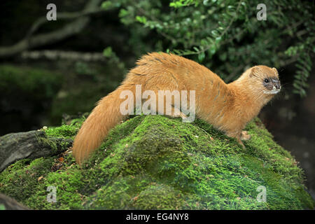 Belette de Sibérie (Mustela sibirica) sur les mousses rock Banque D'Images