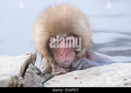 Singe Macaque japonais ou plus souvent connu sous le nom de singe à la neige Jigokudani Yaen-koen Banque D'Images