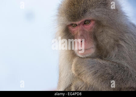 Singe Macaque japonais ou plus souvent connu sous le nom de singe à la neige Jigokudani Yaen-koen Banque D'Images