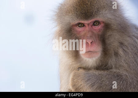 Singe Macaque japonais ou plus souvent connu sous le nom de singe à la neige Jigokudani Yaen-koen Banque D'Images