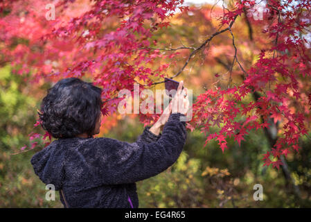 KYOTO, JAPON - 18 novembre, 2014 : Young japanese girl admiring les érables, momiji saison à Kyoto Banque D'Images