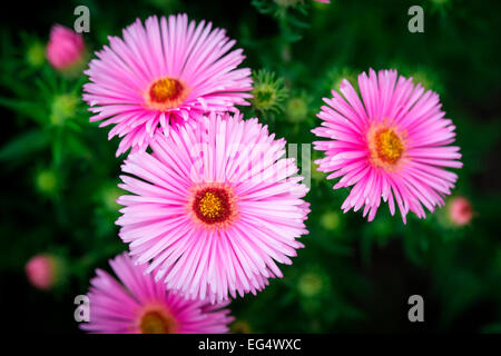 Close up of aster rose flowers in garden Banque D'Images