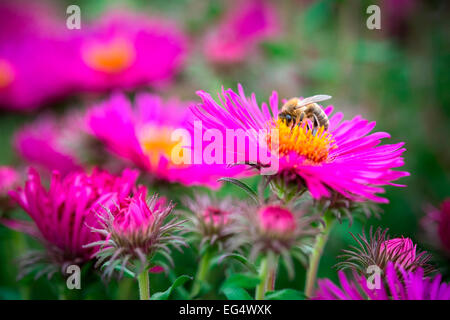 Bourdon sur aster rose Banque D'Images