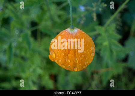 Gouttes de pluie sur un coquelicot jaune Banque D'Images