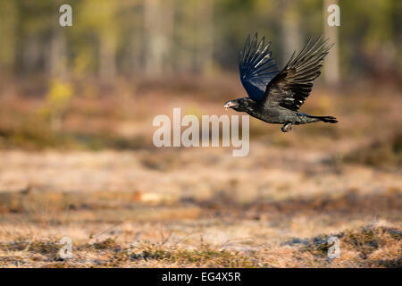 Grand corbeau (Corvus corax) en vol avec une bouche pleine de nourriture Banque D'Images