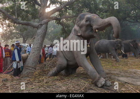 Les éléphants, Sonepur Mela Banque D'Images