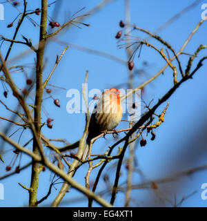 Roselin familier Banque D'Images