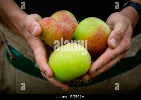 Close up of fruit picker's hands holding heritage pommes de verger Banque D'Images